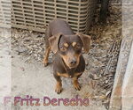 Small #4 Dachshund