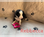 Small Photo #5 Australian Shepherd Puppy For Sale in BETHANY, CT, USA