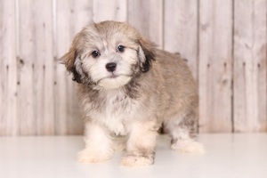 Zuchon Puppy for sale in MOUNT VERNON, OH, USA