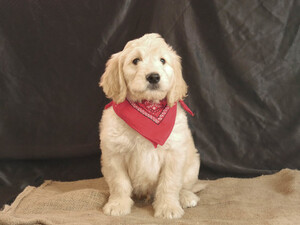 Goldendoodle Puppy for sale in KENSINGTON, OH, USA