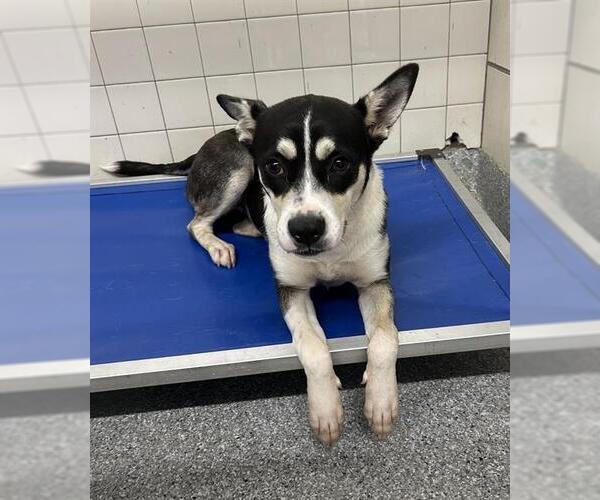 Medium Photo #2 Border Collie-Siberian Husky Mix Puppy For Sale in Pasadena, TX, USA