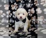 Small Photo #1 Lhasa-Poo Puppy For Sale in LINCOLN UNIV, PA, USA
