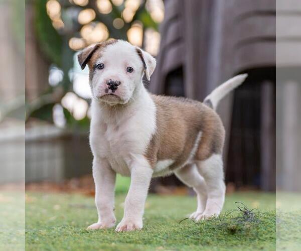 Medium Photo #3 Boxer-Unknown Mix Puppy For Sale in San Diego, CA, USA