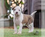 Small #2 Boxer Mix