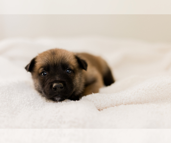 Medium Photo #2 Belgian Malinois Puppy For Sale in LYNCHBURG, VA, USA