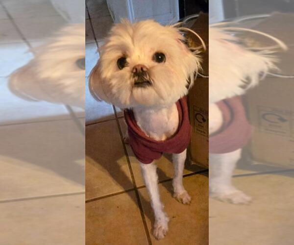 Medium Photo #4 Maltese-Unknown Mix Puppy For Sale in San Antonio, TX, USA