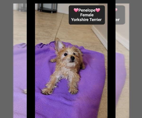 Medium Photo #3 Yorkshire Terrier Puppy For Sale in TUCSON, AZ, USA
