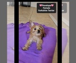 Small #2 Yorkshire Terrier