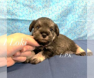 Schnauzer (Miniature) Puppy for Sale in WINNSBORO, Louisiana USA