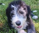 Puppy Dean Red Border Collie-Sheepadoodle Mix