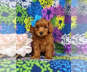 Maltipoo-Poodle (Miniature) Mix Puppy for sale in RONKS, PA, USA