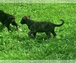 Small #2 Irish Wolfhound