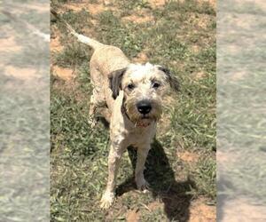 Poodle (Miniature)-Wheaten Terrier Mix Dogs for adoption in Sacramento, CA, USA