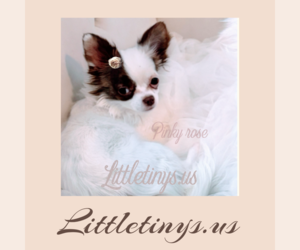 Mother of the Chihuahua puppies born on 06/11/2026