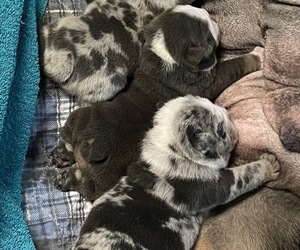 English Bulldog Puppy for sale in BUCKEYE, AZ, USA