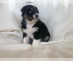 Small Photo #3 Australian Shepherd Puppy For Sale in GARFIELD, AR, USA