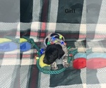 Puppy Puppy 1 German Shorthaired Pointer