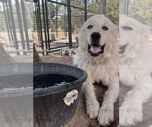 Great Pyrenees Dogs for adoption in Bountiful, UT, USA