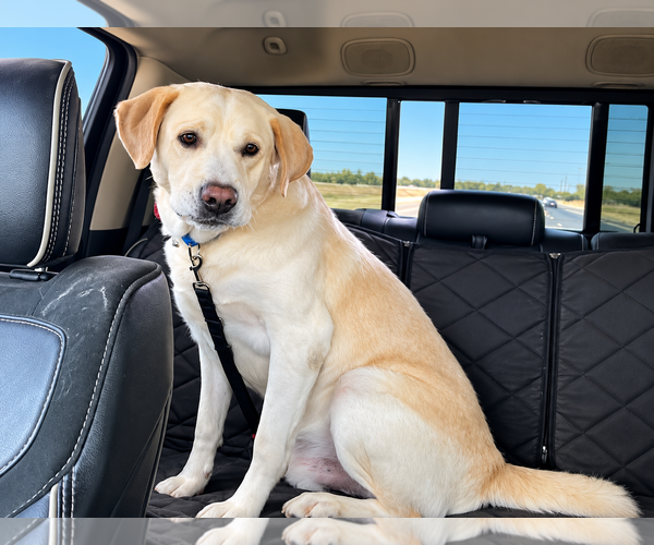Medium Photo #4 Labrador Retriever-Unknown Mix Puppy For Sale in Clovis, CA, USA