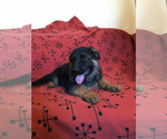 Small Photo #4 German Shepherd Dog Puppy For Sale in NUEVO, CA, USA