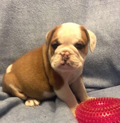 English Bulldog Puppy for sale in CHARLESTON, SC, USA