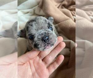 French Bulldog Puppy for sale in COCONUT GROVE, FL, USA