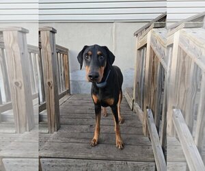 Doberman Pinscher Dogs for adoption in Minneaoplis, MN, USA