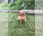 Small Photo #4 Vizsla-Weimaraner Mix Puppy For Sale in KILLEN, AL, USA
