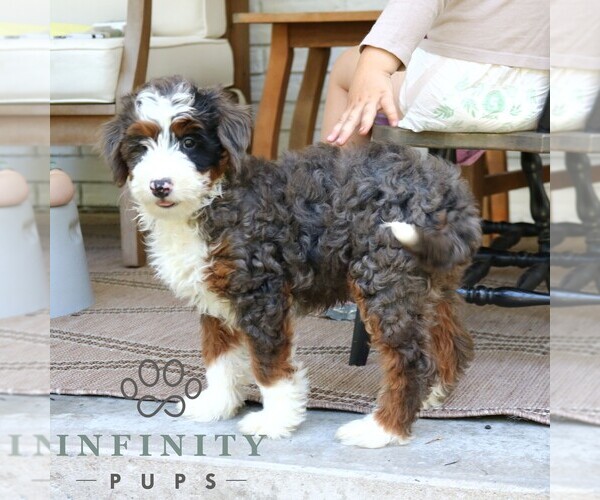 Medium Photo #3 Bernedoodle (Miniature) Puppy For Sale in NARVON, PA, USA