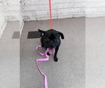 Small Chug