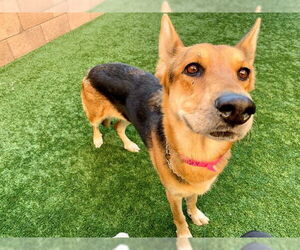 German Shepherd Dog-Unknown Mix Dogs for adoption in Moreno Valley, CA, USA
