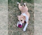 Small #11 American Pit Bull Terrier Mix