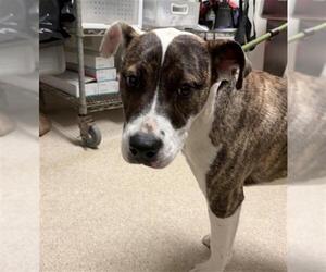 Boxer-Unknown Mix Dogs for adoption in Bakersfield, CA, USA