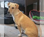 Small #3 Basset Hound-Labrador Retriever Mix