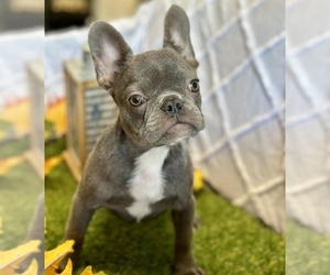 French Bulldog Puppy for sale in CINCINNATI, OH, USA