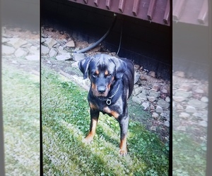 Mother of the Rottweiler puppies born on 08/22/2025
