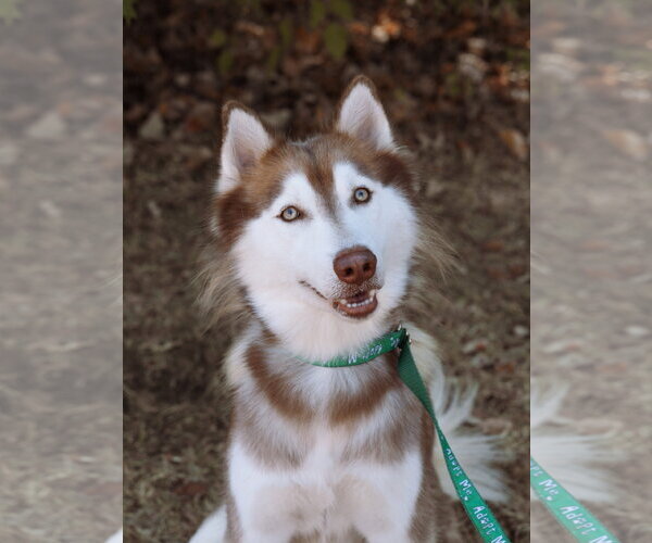 Medium Photo #2 Siberian Husky Puppy For Sale in Carrollton, TX, USA