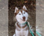Small #1 Siberian Husky