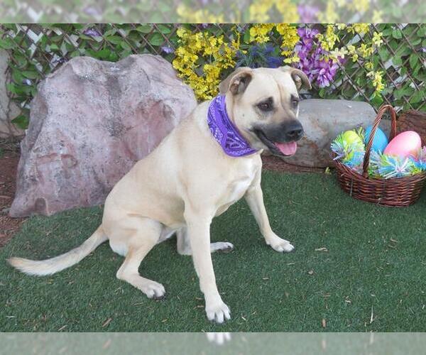 Medium Photo #1 Black Mouth Cur Puppy For Sale in Oklahoma City, OK, USA