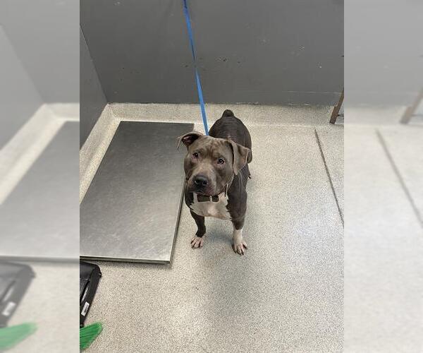 Medium Photo #1 American Staffordshire Terrier Puppy For Sale in Tallahassee, FL, USA