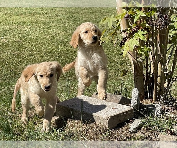 Medium Photo #1 Golden Retriever Puppy For Sale in JACKSONVILLE, NC, USA