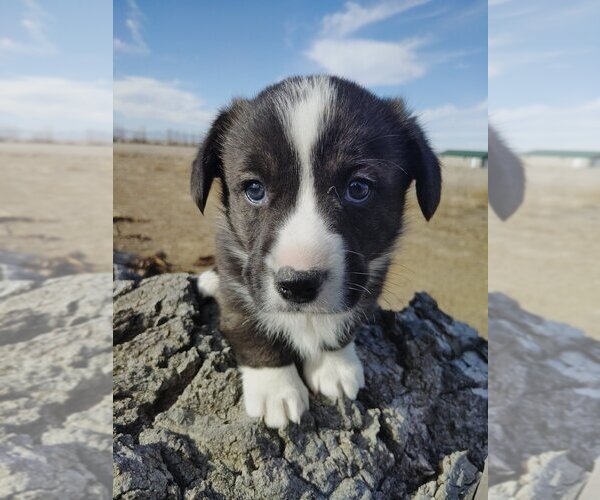 Medium Photo #1 Cardigan Welsh Corgi-Pembroke Welsh Corgi Mix Puppy For Sale in KEENESBURG, CO, USA