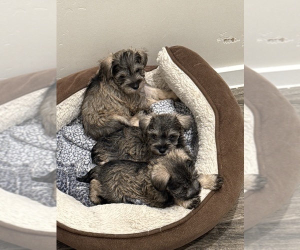 Medium Photo #1 Schnauzer (Miniature) Puppy For Sale in EL PASO, TX, USA