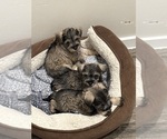Small Schnauzer (Miniature)