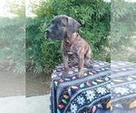 Small Photo #5 Presa Canario Puppy For Sale in ROANOKE, VA, USA