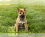 Small #1 Shiba Inu