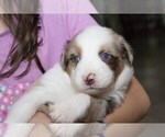 Puppy 4 Australian Shepherd