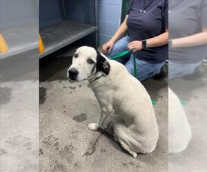 Anatolian Shepherd-Unknown Mix Dogs for adoption in Woodland, CA, USA