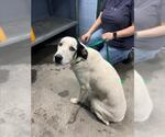 Small Anatolian Shepherd Mix