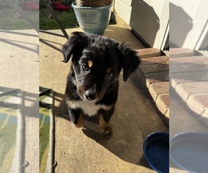 Bernefie (pronounced burn-ah-fee)-German Shepherd Dog Mix Puppy for sale in DENTON, TX, USA